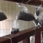 IES José de Churriguera, Leganés, convertido en un bosque